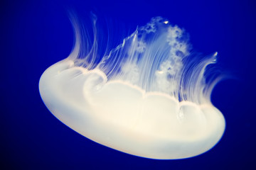 Jellyfish in blue background