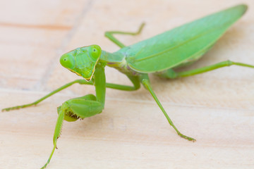 closeup green praying mantis on wooden background. Mantis religi
