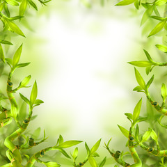 Feng Shui Background of Green Bamboo Leaves