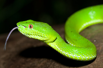 Snake Spit tongue (Chinese Green Tree Viper, Bamboo Viper)