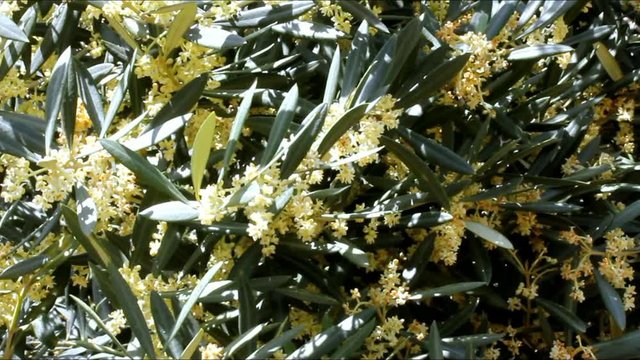 Flowering Olive Tree