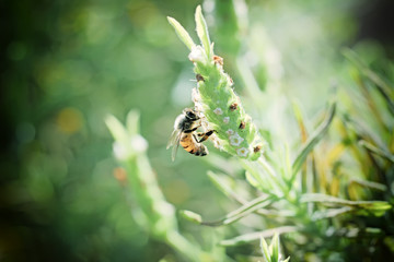 Vintage photo of green wild flower with bee in the garden