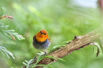 コマドリ(Japanese robin)