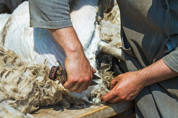 Sheep shearing hand scissors © alenvl