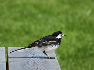 Pied Wagtail On Picnic Table