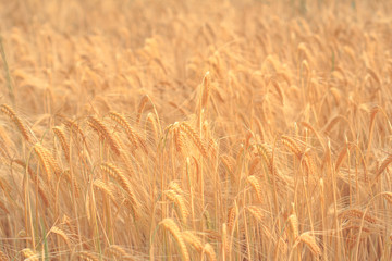 golden  wheat field ,cereal background