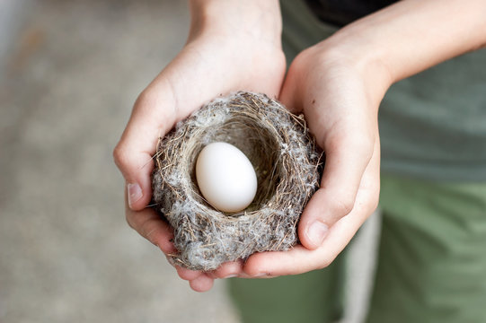 Child Holding A Nest In His Hands. Inside Is An Egg  