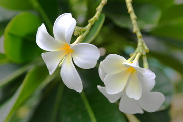 Obraz na płótnie Canvas white flower in thailand