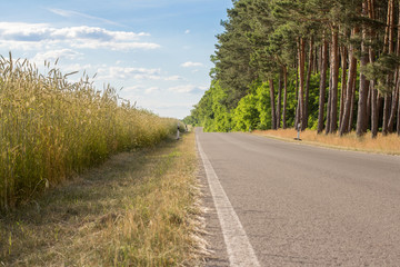 Fototapeta premium empty road near trees and field