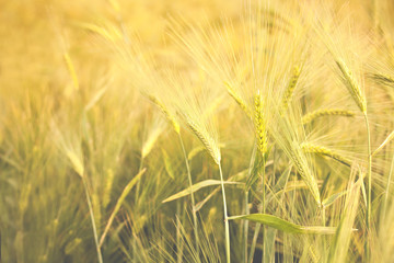  Golden wheat field