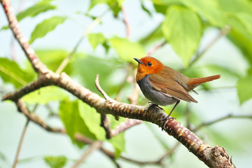 コマドリ(Japanese robin)