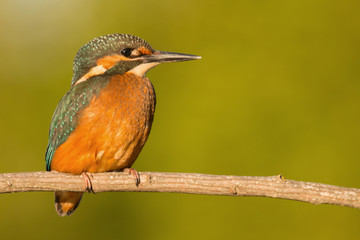 The Common Kingfisher in Spain