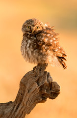 Small owl in the nature