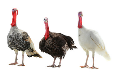 Obraz premium turkey