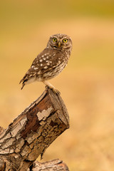 Small owl in the nature