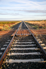 Fototapeta premium lavandes en provence