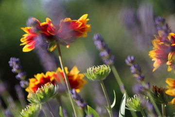 Obraz premium Summer flowers in the garden