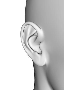 Ear - 3D