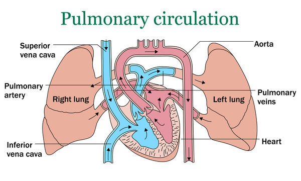 Pulmonary circulation vector