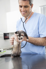 Vet Examining Weasel With Stethoscope At Table