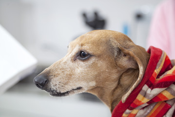 Dachshund Dog At Vet Clinic