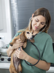 Female Vet Examining Dachshund With Stethoscope