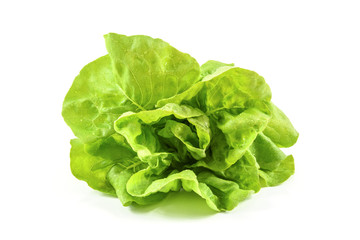 Head of fresh lettuce from organic production