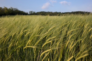 Green wheat