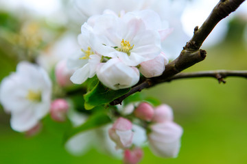 White and pink spring blossoming apple