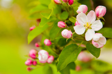 Fototapeta na wymiar White and pink spring blossoming apple