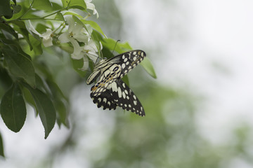  Butterfly sucking nectar from  flowers .