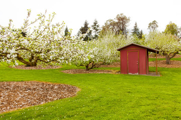 Obraz premium Blooming apple trees at spring