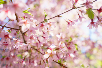 Fototapeta na wymiar Fantastic cherry blossom in the sun light