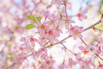 Obraz na płótnie Canvas Fantastic cherry blossom in the sun light