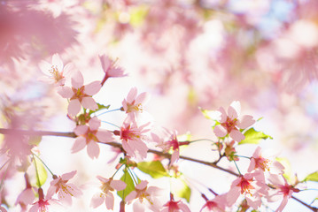 Fototapeta na wymiar Fantastic cherry blossom in the sun light