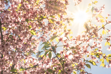 Naklejka premium Fantastic cherry blossom in the sun light