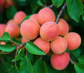 fruit peaches