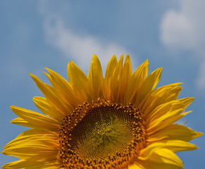 Obraz premium flower blooming sunflowers