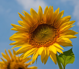 Obraz premium flower blooming sunflowers