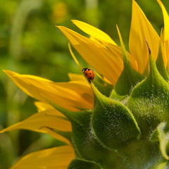 sunflower and ladybird