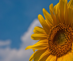flower blooming sunflowers