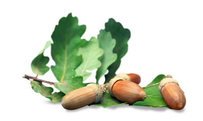 Acorn.