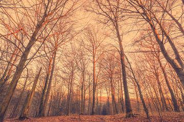 Fototapeta na wymiar Sunrise in a Scandinavian forest