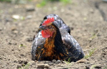 Hen dust bath