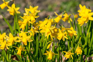Obraz premium Daffodils in a garden in the spring
