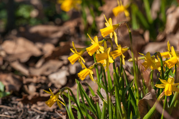Springtime flowers with yellow daffodils
