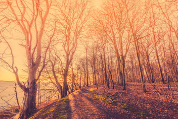 Sunrise in a forest with spooky trees