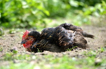 Hen dust bath