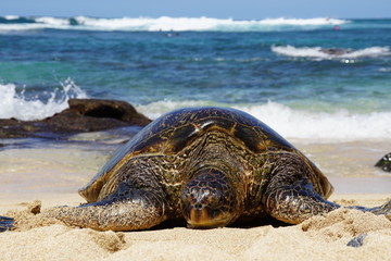 Wild Honu giant Hawaiian green sea turtles at Hookipa Beach Park, Maui