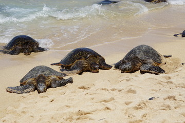 Wild Honu giant Hawaiian green sea turtles at Hookipa Beach Park, Maui